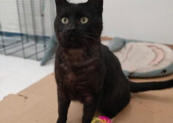 La resilienza di un giovane gatto randagio • Leo