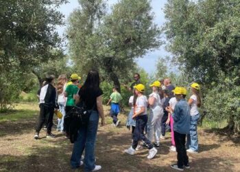 Da Boscoreale ad Anacapri a scuola di uliveti (Gallery)