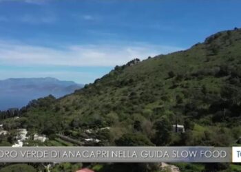 TGR: L’Oro Verde di Anacapri nella Guida Slow Food (Video)