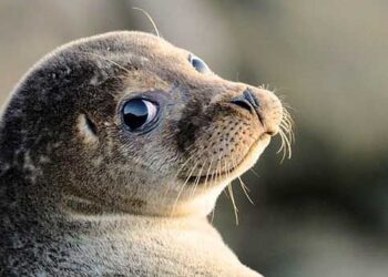Il nuovo e raro avvistamento di una foca monaca a Capri