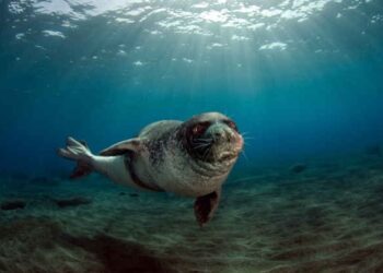 Il viaggio della foca monaca nel Golfo di Napoli tra Massa Lubrense, Capri e Ischia