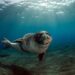 Il viaggio della foca monaca nel Golfo di Napoli tra Massa Lubrense, Capri e Ischia