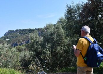 Anacapri città dell’olio inizia l’estate all’insegna della Merenda nell’Oliveta