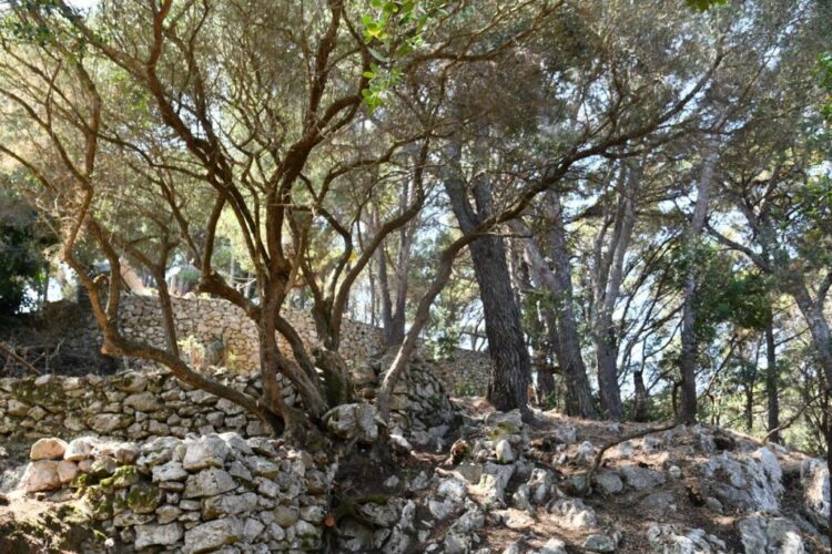 Anacapri città dell’olio inizia l’estate all’insegna della Merenda nell’Oliveta