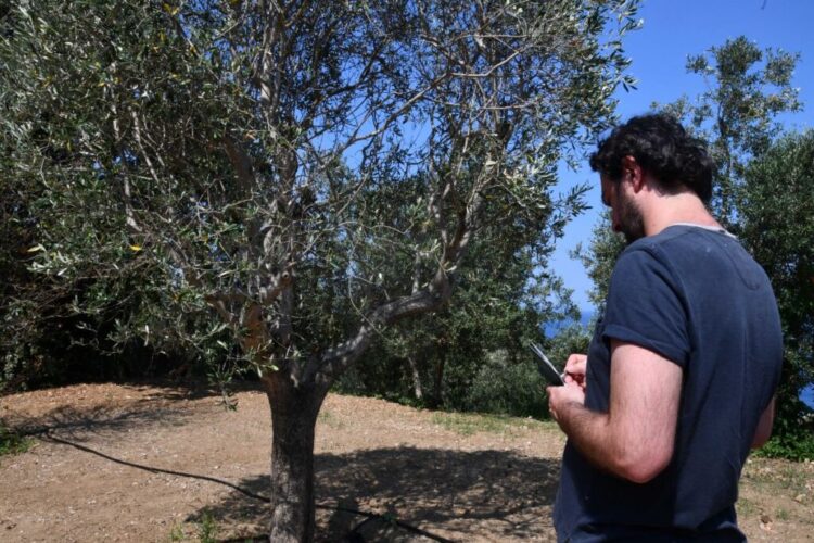 Anacapri città dell’olio inizia l’estate all’insegna della Merenda nell’Oliveta