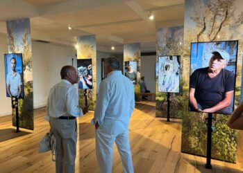 Storie di ulivi, quegli alberi «geneaologici»