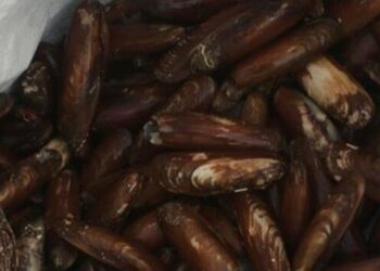 Castellammare: datteri di mare, denunciato pescatore di frodo