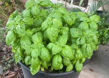 Ferragosto a tavola con “l’Altra Capri”