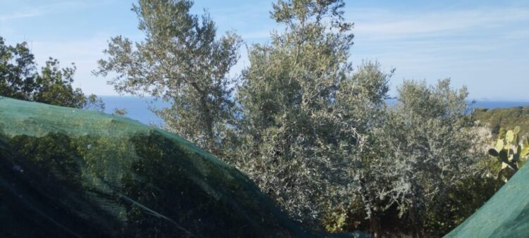 L’Oro di Capri: Settembre, è tempo di raccolta delle olive ad Anacapri