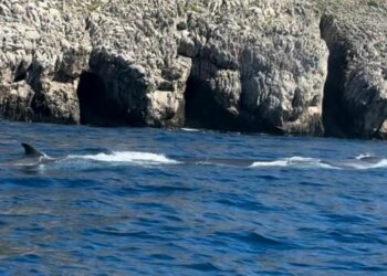 Tre balenottere e un branco di delfini nel mare di Punta Campanella
