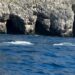 Tre balenottere e un branco di delfini nel mare di Punta Campanella