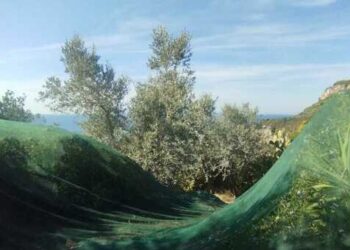 Settembre ad Anacapri: il rito dorato della raccolta delle olive