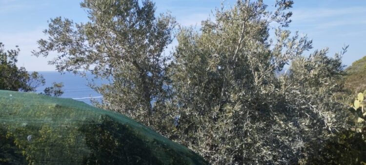 L’Oro di Capri: Settembre, è tempo di raccolta delle olive ad Anacapri