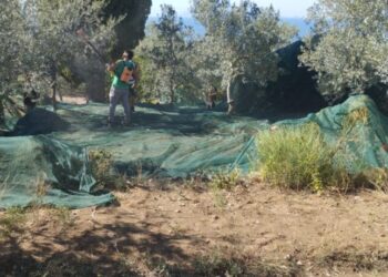 L’Oro di Capri: Settembre, è tempo di raccolta delle olive ad Anacapri