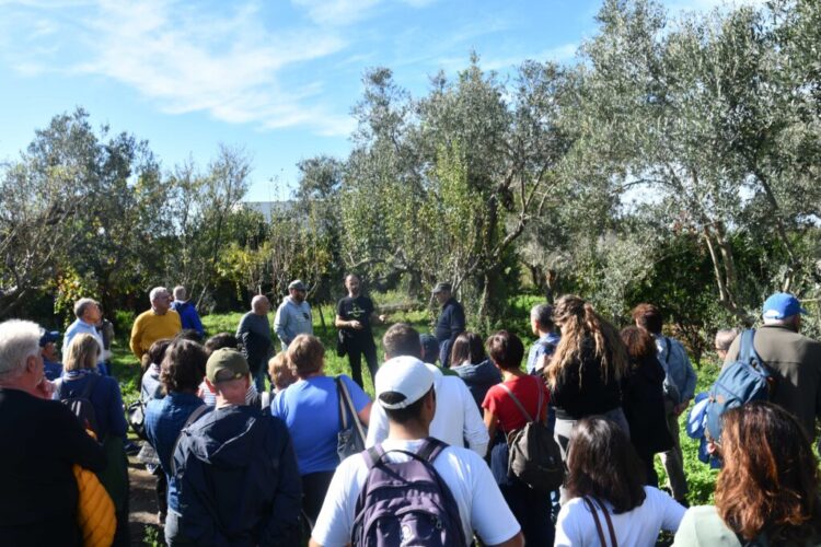 Anacapri coltiva la pace: dall’olivo simbolo di rinascita alla Camminata tra gli Ulivi