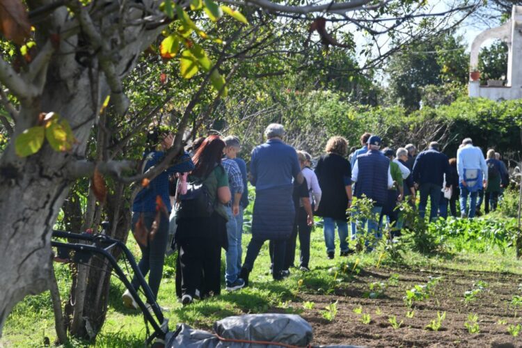 Anacapri coltiva la pace: dall’olivo simbolo di rinascita alla Camminata tra gli Ulivi