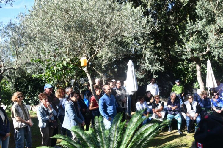 Anacapri coltiva la pace: dall’olivo simbolo di rinascita alla Camminata tra gli Ulivi