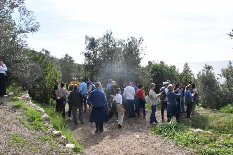 Anacapri coltiva la pace: dall’olivo simbolo di rinascita alla Camminata tra gli Ulivi