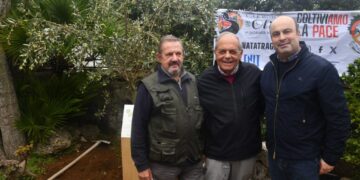 Anacapri coltiva la pace: dall’olivo simbolo di rinascita alla Camminata tra gli Ulivi