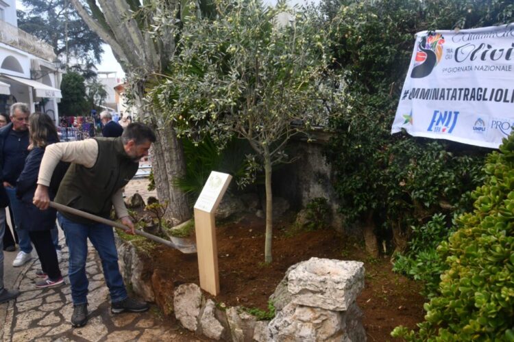 Anacapri coltiva la pace: dall’olivo simbolo di rinascita alla Camminata tra gli Ulivi