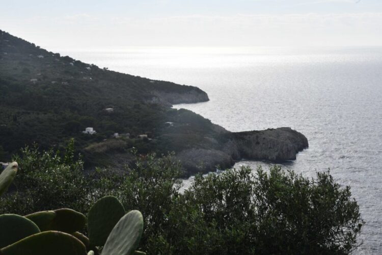 Anacapri coltiva la pace: dall’olivo simbolo di rinascita alla Camminata tra gli Ulivi