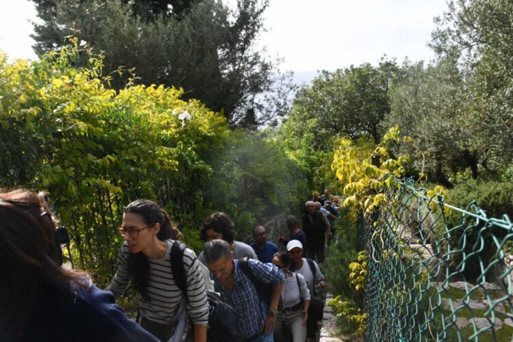 Anacapri coltiva la pace: dall’olivo simbolo di rinascita alla Camminata tra gli Ulivi