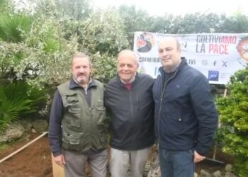 TGR: Gli ulivi di Anacapri simbolo di pace e rinascita (Video)