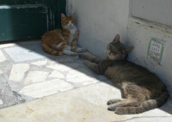 A Capri attività per le colonie feline