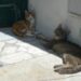A Capri attività per le colonie feline