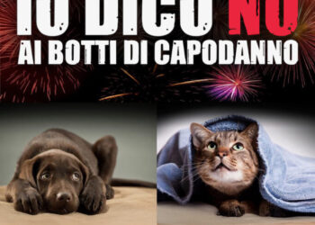 Festeggiare senza spaventare gli animali, a Capri multe di cinquecento euro