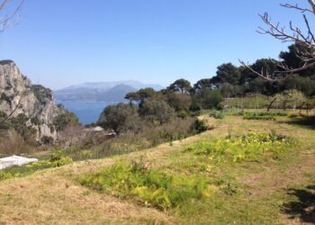 Adottare gli alberi di Capri e tutelare il patrimonio di Madre Natura