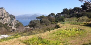 Adottare gli alberi di Capri e tutelare il patrimonio di Madre Natura