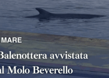 Napoli, avvistata una balenottera al Molo Beverello: stop agli aliscafi in partenza e in arrivo per le isole (Video)