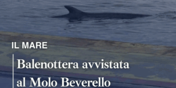 Napoli, avvistata una balenottera al Molo Beverello: stop agli aliscafi in partenza e in arrivo per le isole (Video)