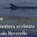 Napoli, avvistata una balenottera al Molo Beverello: stop agli aliscafi in partenza e in arrivo per le isole (Video)