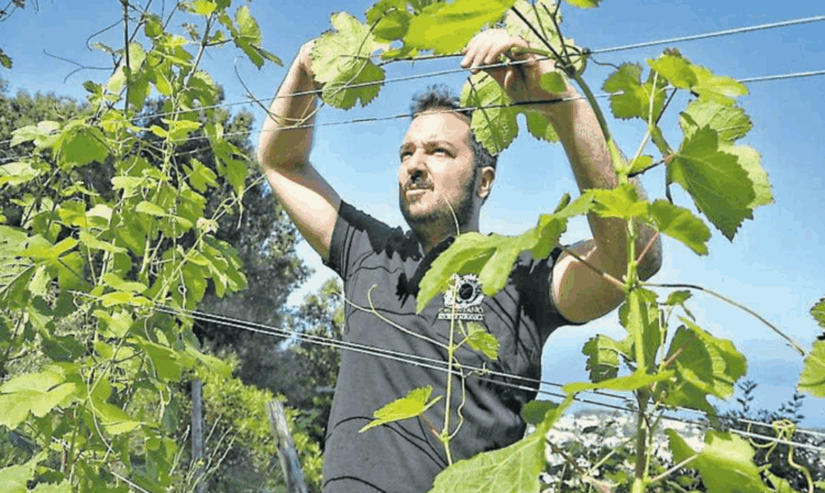 Storie d’impresa «Grandi vini sull’isola azzurra tremila bottiglie di alta qualità»