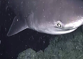 Nel golfo di Napoli scoperta grande aggregazione di squali capopiatto