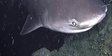 Nel golfo di Napoli scoperta grande aggregazione di squali capopiatto