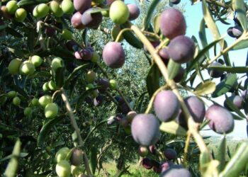Abruzzo e Capri uniti dalla biodiversità olivicola