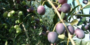 Abruzzo e Capri uniti dalla biodiversità olivicola