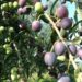 Abruzzo e Capri uniti dalla biodiversità olivicola