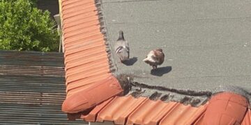 Ad Anacapri vietato dare cibo ai piccioni