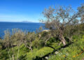 Un ponte d’oro verde tra terra e mare: Moscufo e Anacapri celebrano il futuro dell’olivicoltura mediterranea