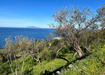Un ponte d’oro verde tra terra e mare: Moscufo e Anacapri celebrano il futuro dell’olivicoltura mediterranea