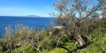 Un ponte d’oro verde tra terra e mare: Moscufo e Anacapri celebrano il futuro dell’olivicoltura mediterranea
