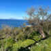 Un ponte d’oro verde tra terra e mare: Moscufo e Anacapri celebrano il futuro dell’olivicoltura mediterranea