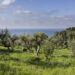 Un ponte d’oro verde tra terra e mare: Moscufo e Anacapri celebrano il futuro dell’olivicoltura mediterranea