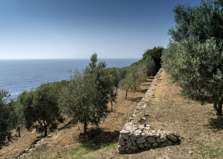 Un ponte d’oro verde tra terra e mare: Moscufo e Anacapri celebrano il futuro dell’olivicoltura mediterranea