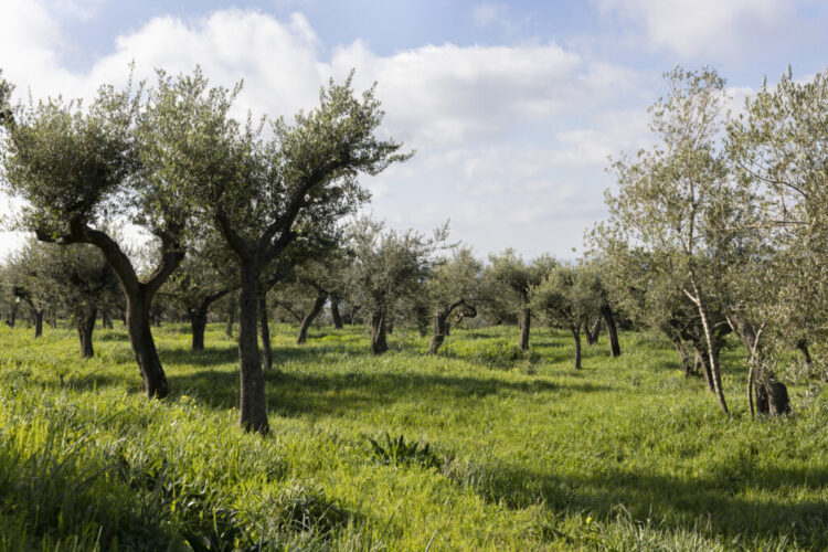 Un ponte d’oro verde tra terra e mare: Moscufo e Anacapri celebrano il futuro dell’olivicoltura mediterranea