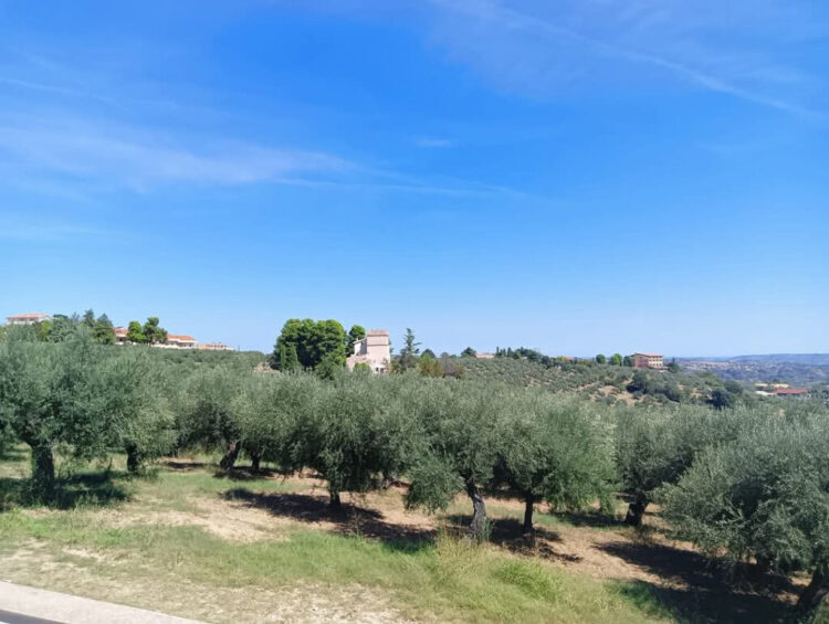 Un ponte d’oro verde tra terra e mare: Moscufo e Anacapri celebrano il futuro dell’olivicoltura mediterranea